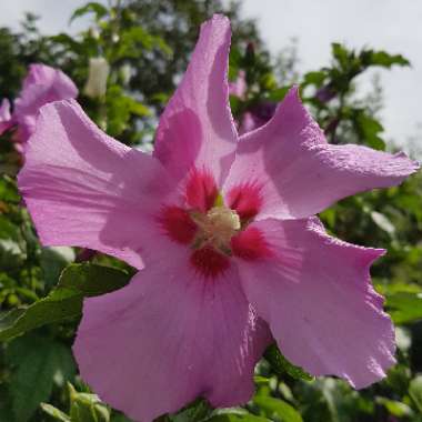 Hibiscus 'Walberton's Rose Moon'