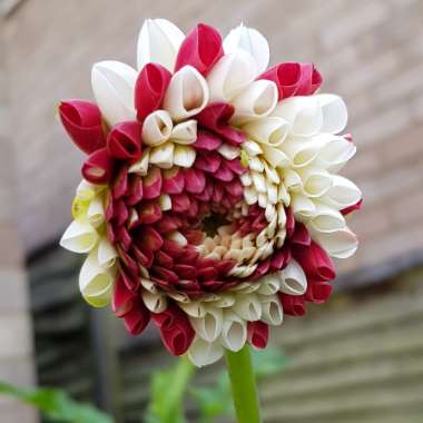 Dahlia