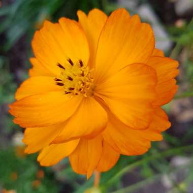 Cosmos sulphureus 'Brightness Mix'