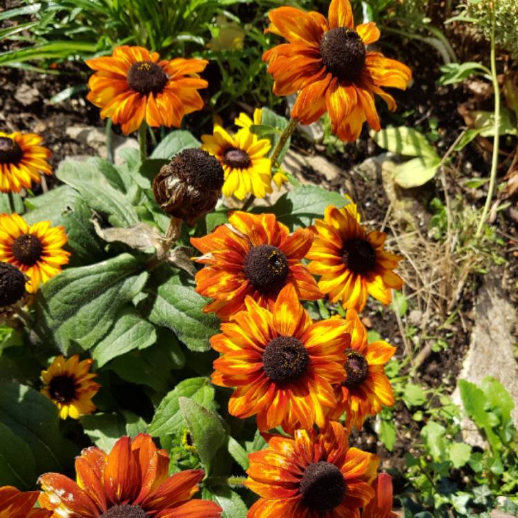 Plant image Rudbeckia hirta 'Cappuccino'