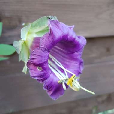 Cobaea scandens f. alba