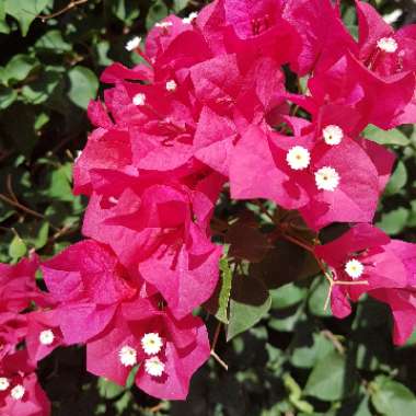 Bougainvillea