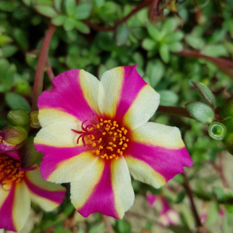 Plant image Portulaca grandiflora 'Everbloom' (Mix)