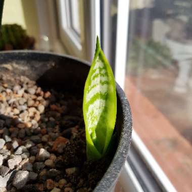 Sansevieria trifasciata