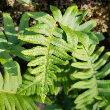 Dryopteris