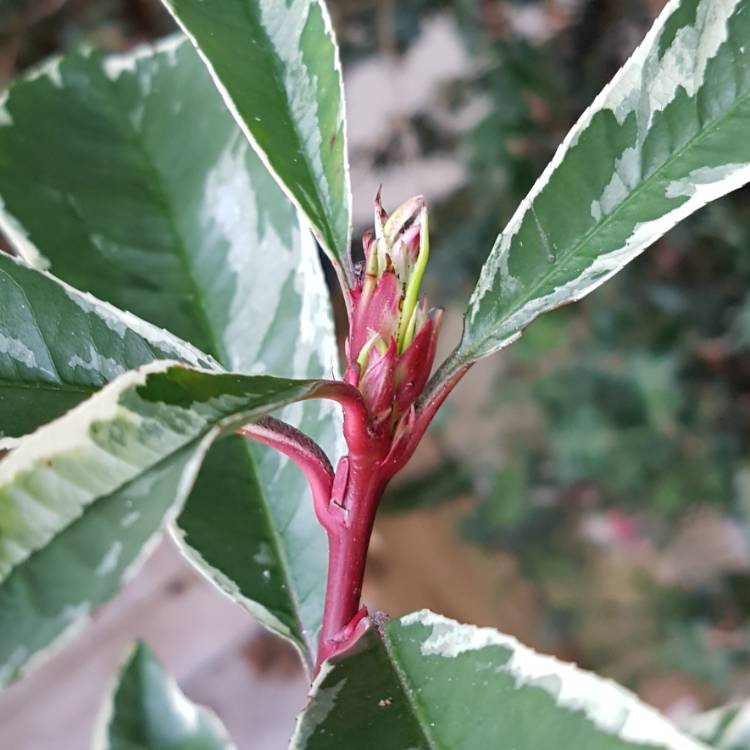 Plant image Photinia x fraseri 'Cassini' syn. Photinia x fraseri 'Pink Marble'