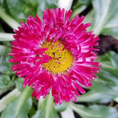 Bellis Perennis