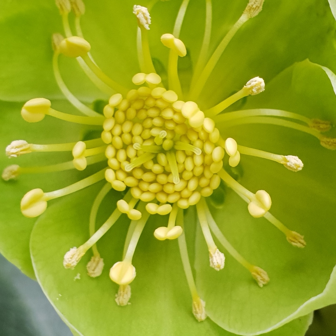 Plant image Helleborus argutifolius 'Silver Lace'