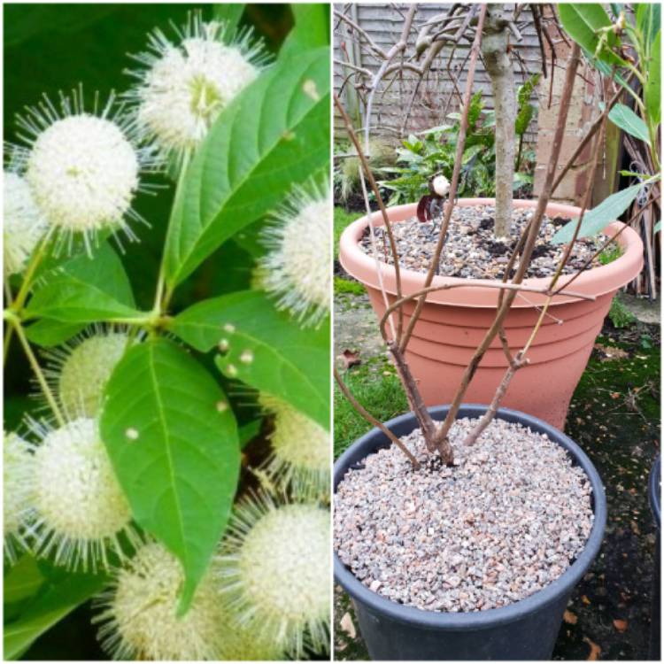 Plant image Cephalanthus occidentalis