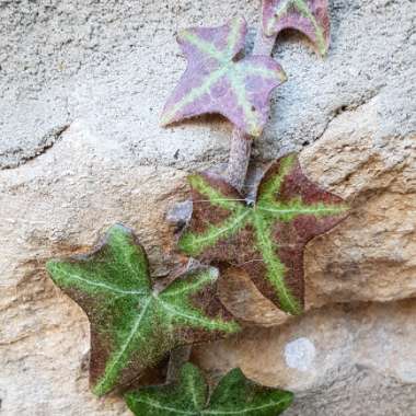 Hedera helix