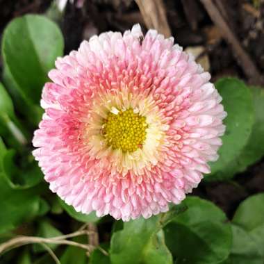 Bellis Perennis