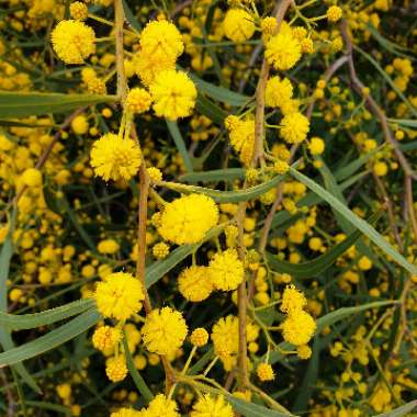 Acacia pycnantha