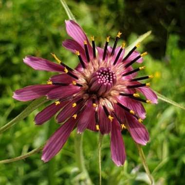 Tragopogon porrifolius