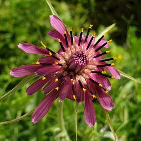 Plant image Tragopogon porrifolius