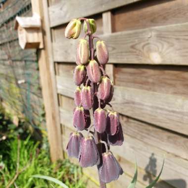 Fritillaria persica 'Adiyaman'