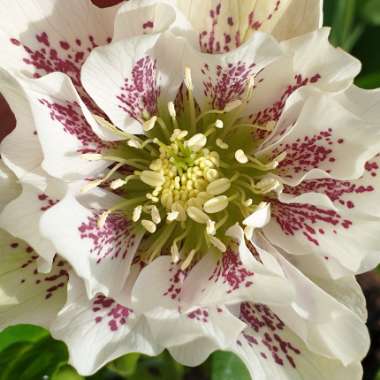 Helleborus x hybridus