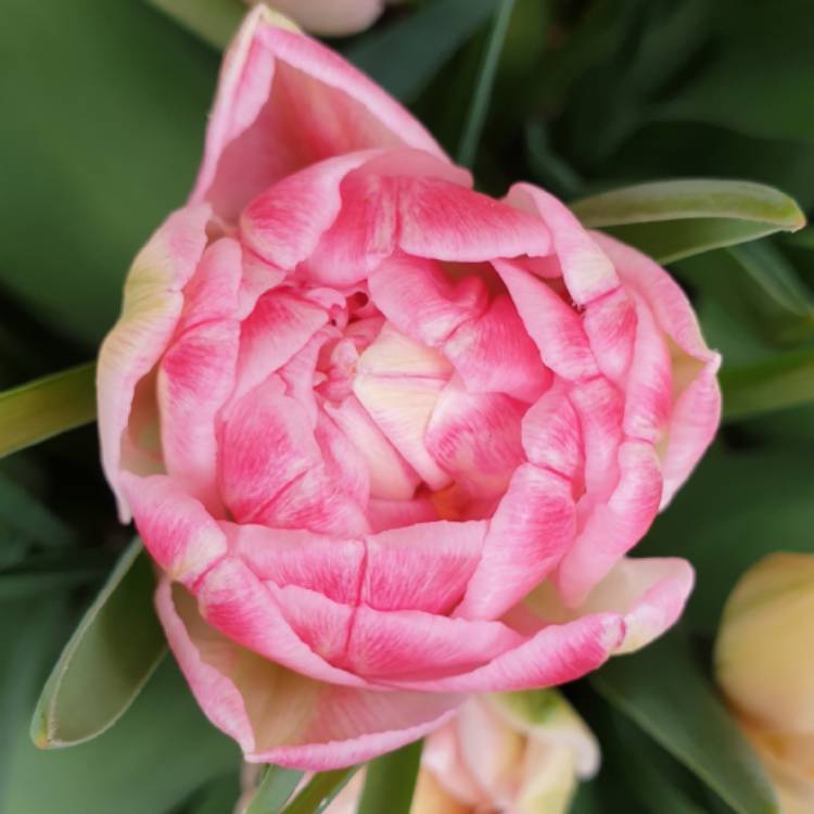 Plant image Tulipa 'Foxtrot'