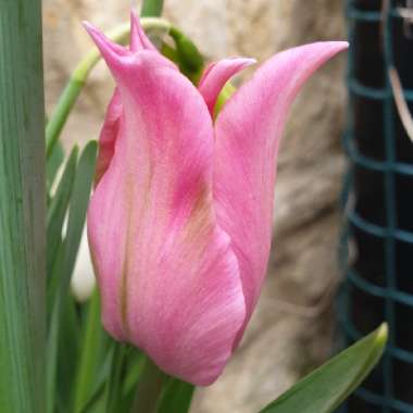 Tulipa 'China Pink'