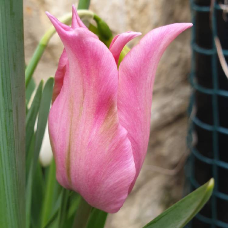 Plant image Tulipa 'China Pink'