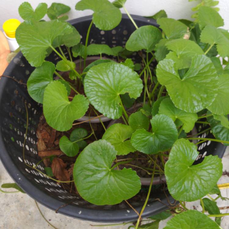 Plant image Centella asiatica