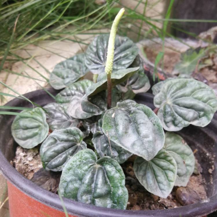 Plant image Peperomia caperata 'Emerald Ripple'