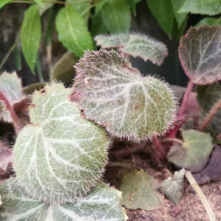 Plant image Saxifraga stolonifera