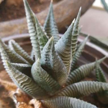 Haworthiopsis limifolia syn. Haworthia limifolia