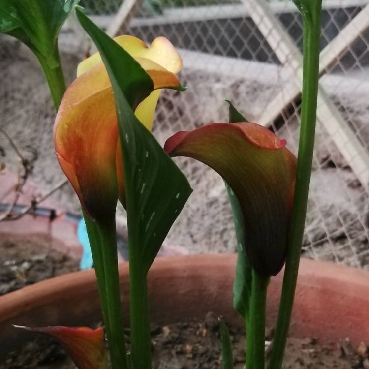 Plant image Zantedeschia 'Sunrise'