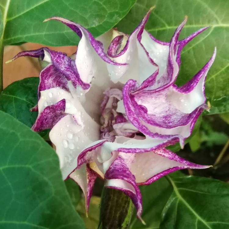 Plant image Datura metel 'Double Blackcurrant Swirl'