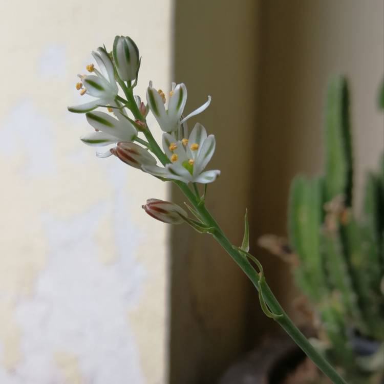 plant image 1176401