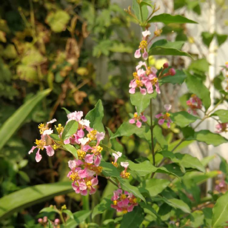 Plant image Malpighia Glabra