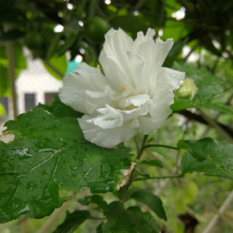 Plant image Hibiscus syriacus 'White Chiffon'