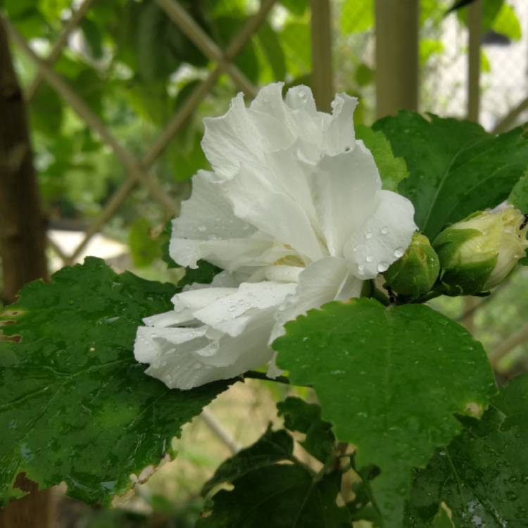 Plant image Hibiscus syriacus 'White Chiffon'