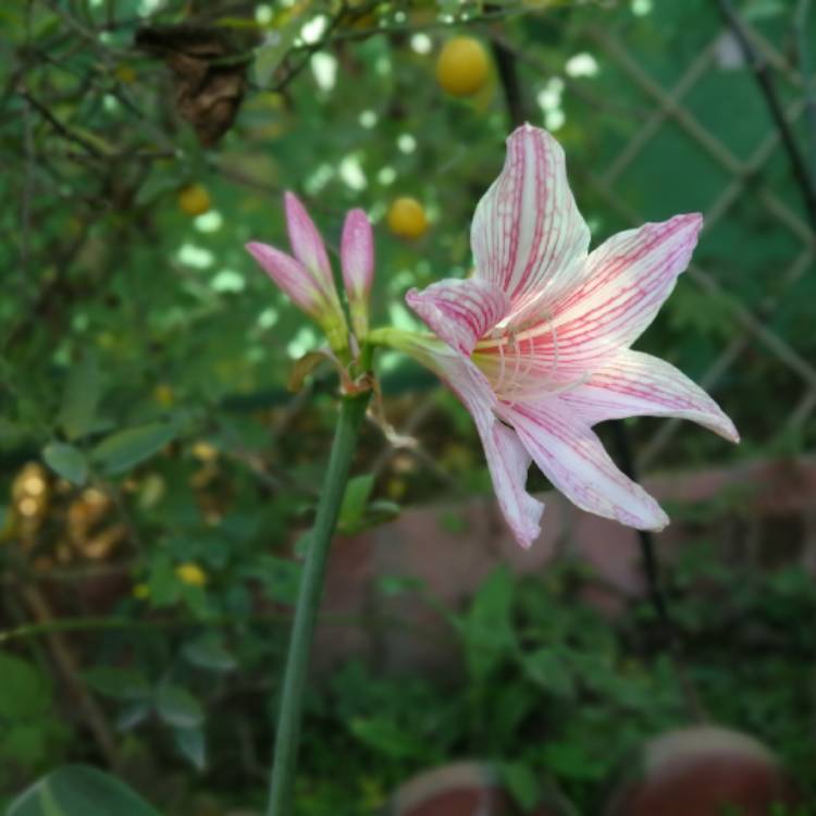 Plant image Hippeastrum reticulatum