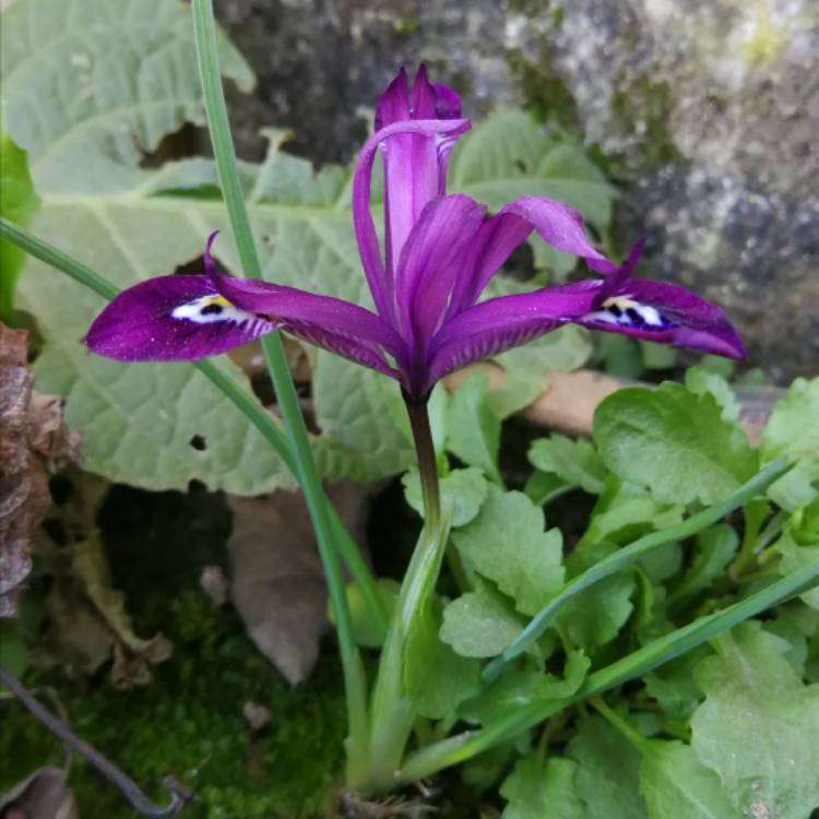 Plant image Iris 'George' syn. Iris reticulata 'George',  Iris histrioides 'George'