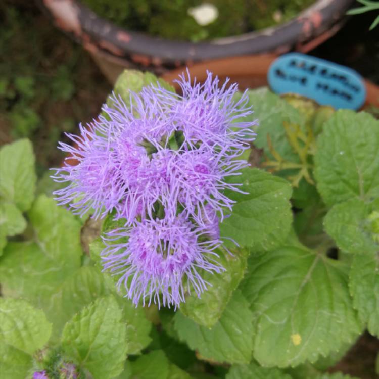 Plant image Ageratum houstonianum 'Blue Mink'