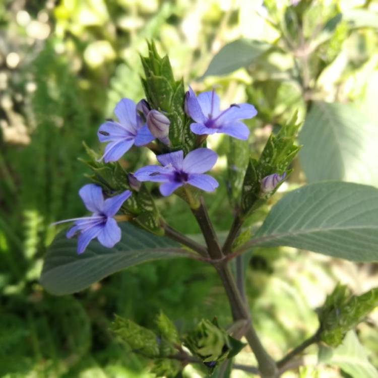 Plant image Eranthemum Pulchellum