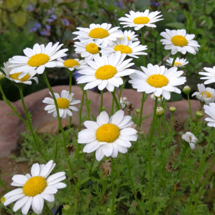 Plant image Chrysanthemum Paludosum 'Chalet'