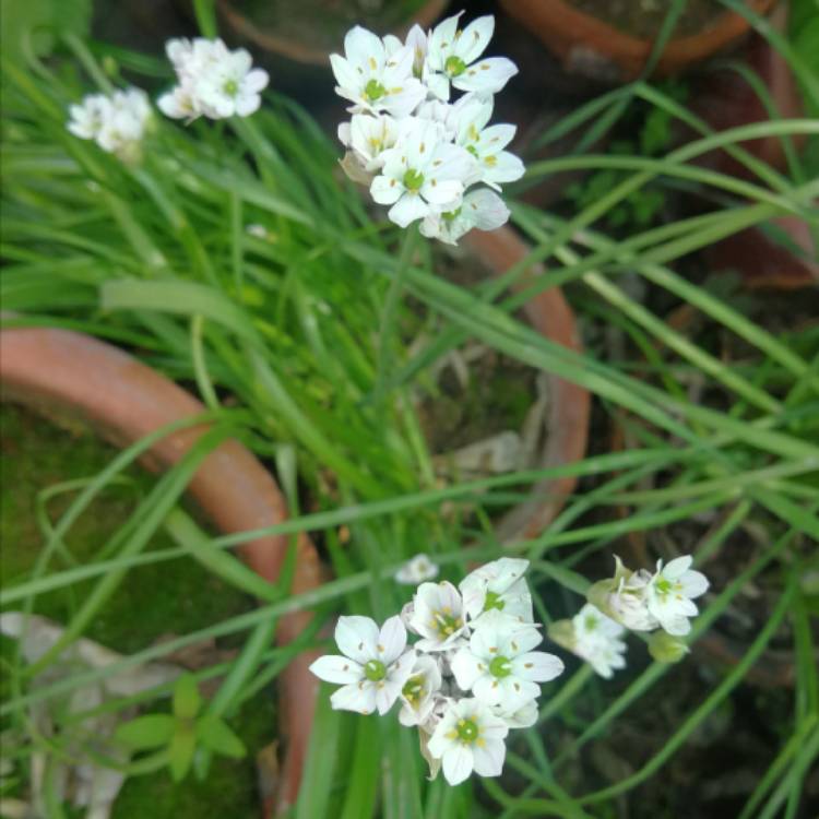 Plant image Allium trifoliatum