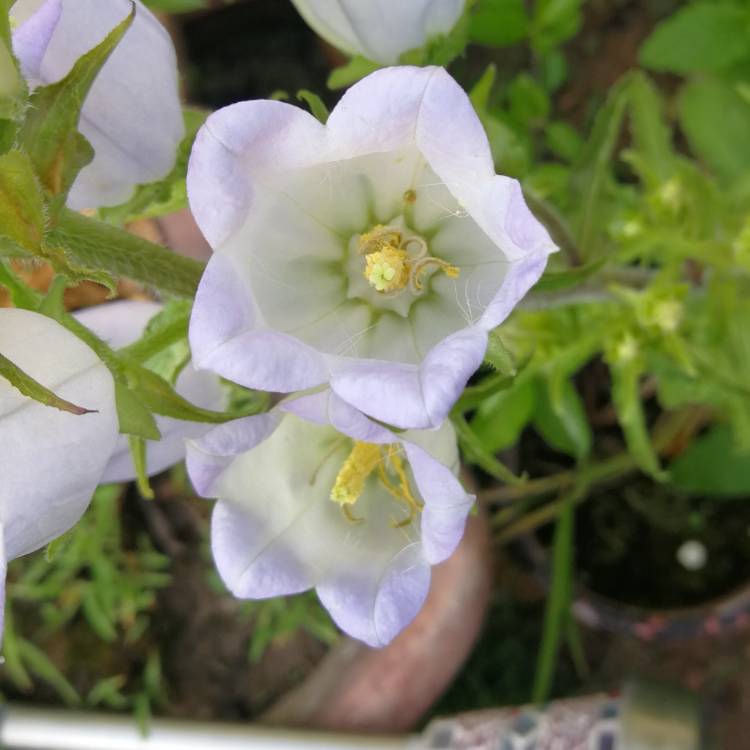 plant image 1280067