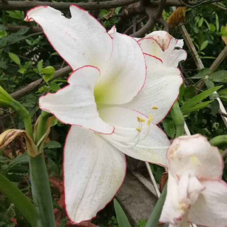 Plant image Hippeastrum (Diamond Group) 'Picotee'