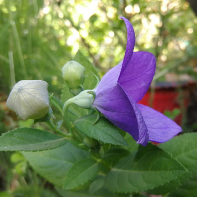 Plant image Platycodon grandiflorus 'Sentimental Blue' syn. Campanula grandiflora 'Sentimental Blue'