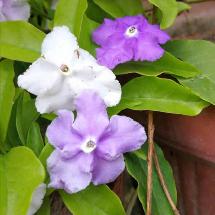 Plant image Brunfelsia pauciflora