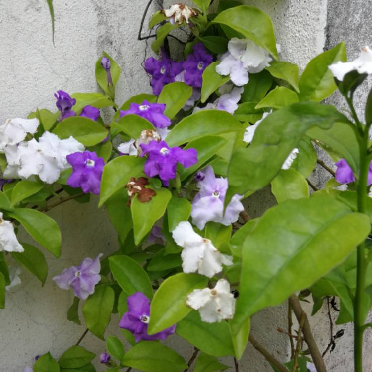 Plant image Brunfelsia pauciflora