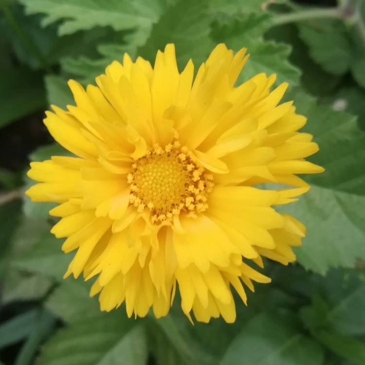 Plant image Coreopsis grandiflora 'Sunray'