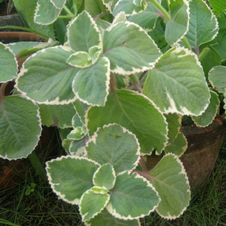 Plant image Coleus amboinicus 'Variegatus' syn. Plectranthus amboinicus 'Variegatus'