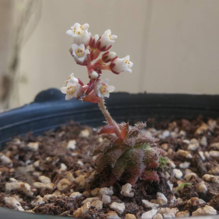 Plant image Crassula Setulosa v. Setulosa