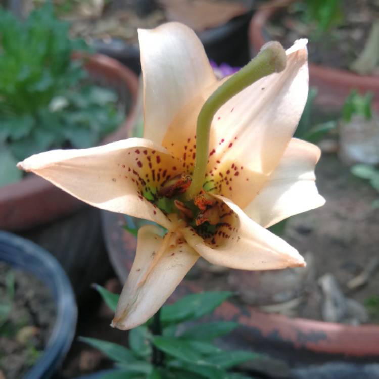 plant image 1450823