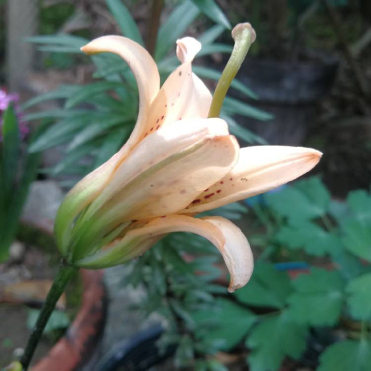 Plant image Lilium 'Tiger Babies Group' syn. Lilium 'Tiger Babies'