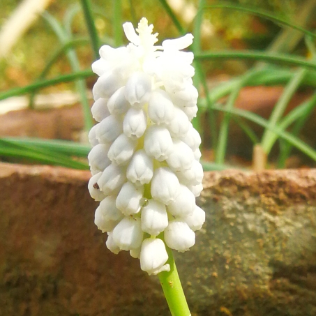 Plant image Muscari armeniacum 'Siberian Tiger'